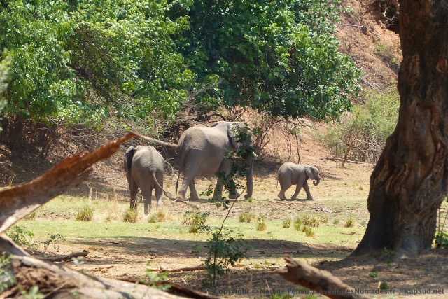 Une famille d'éléphants, descend dans la petite vallée