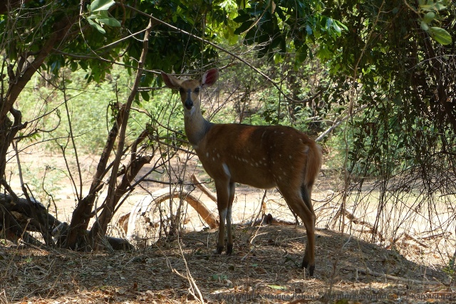 Les bushbuck ne sont généralement pas tres farouches, comme celui-ci