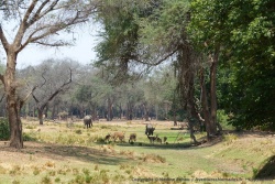 Les cours d'eau asséchés, couverts d'herbe, attirent les éléphants comme les impalas