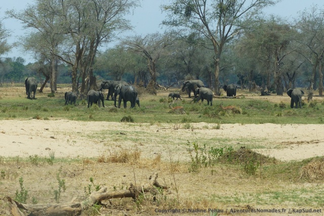 Des éléphants par dizaines et même centaines !