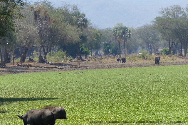A certains endroits, on se pourrait se croire à South Luangwa