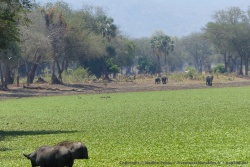 A certains endroits, on se pourrait se croire à South Luangwa