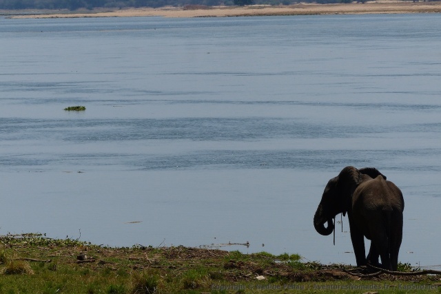 Les rives du Zambèze permettent souvent aux animaux de venir boire facilement