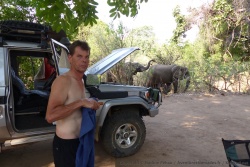 Les éléphants sont de plus en plus prés