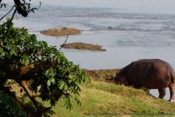 Pendant que les éléphants sont en haut avec nous, les hippos s'occupent en bas