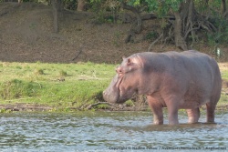 Un énorme hippopotame semble vouloir profiter lui aussi de notre camping