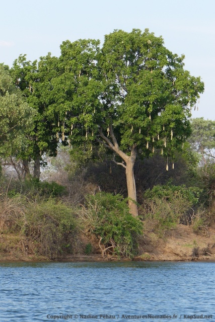 Un beau spécimen d'arbre à saucisses, typique en Zambie