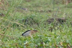 Un très joli petit héron, en pleine partie de chasse