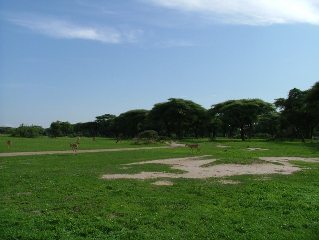 Une véritable orgie de verdure pour les impalas