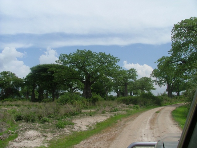 Les baobabs eux aussi profitent de la saison des pluies