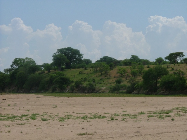 Tout le long de la rivière Ruaha, les paysages sont magnifiques et les baobabs ajoutent leur touche supplémentaire