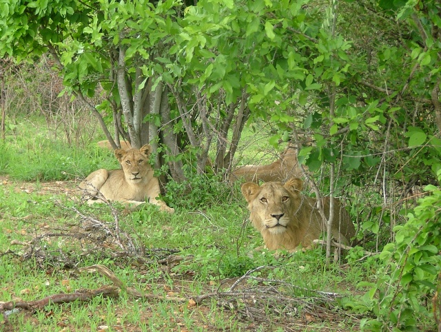Les lions adolescents sont particulièrement curieux