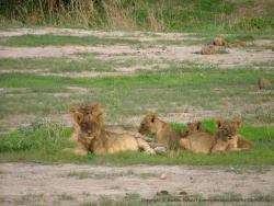 Difficile de quitter ces petits lionceaux aussi attendrissants !
