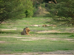 Un dernier coup d'oeil vers nos lions en pleine action !