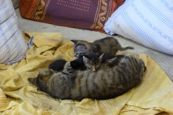 La petite famille au complet