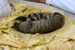 La petite famille au complet