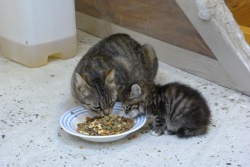 Maman + tigré gris foncé demi-queue