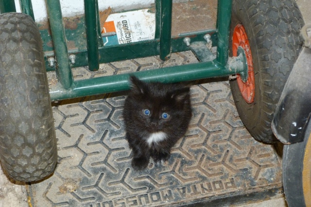 Petit noir