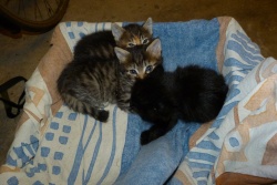 Les 2 tigrés gris foncé + petit noir