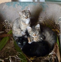 Difficile de résister à ces petites bouilles !