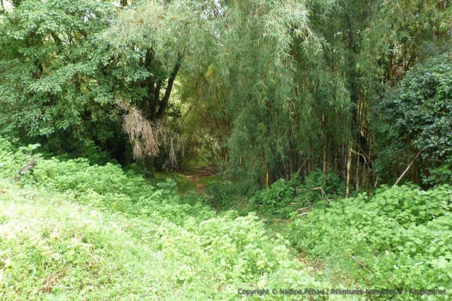 Passage d'éléphants dans la forêt de bambous