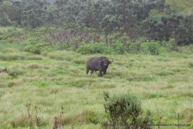 Un buffle surgit des fourrés