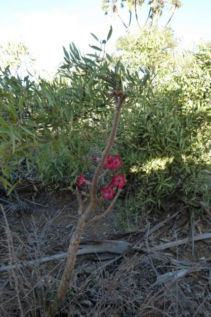 Un arbuste dégarni mais avec de très jolies fleurs aux couleurs éclatantes