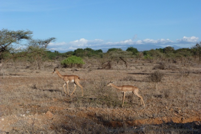 Les gracieux gerenuks font leur apparition, plus communément appélées gazelle-girafe