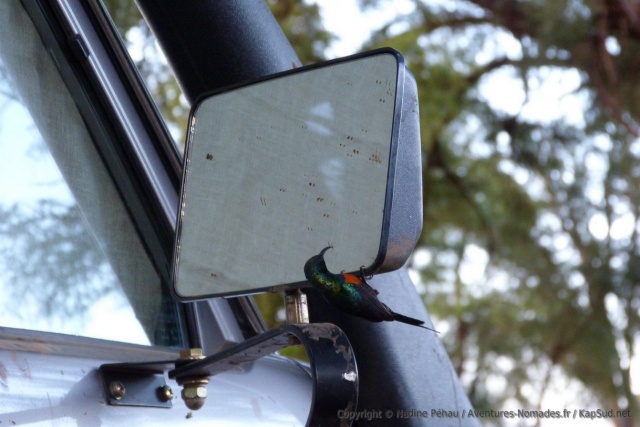 Un petit colibri s'admire dans la glace