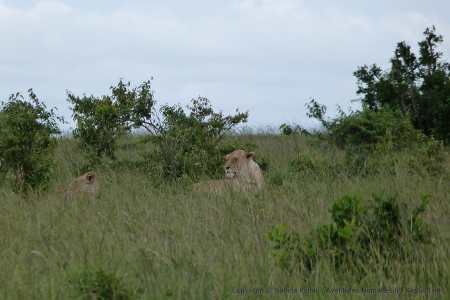 Pas loin, le harem de lionnes patiente
