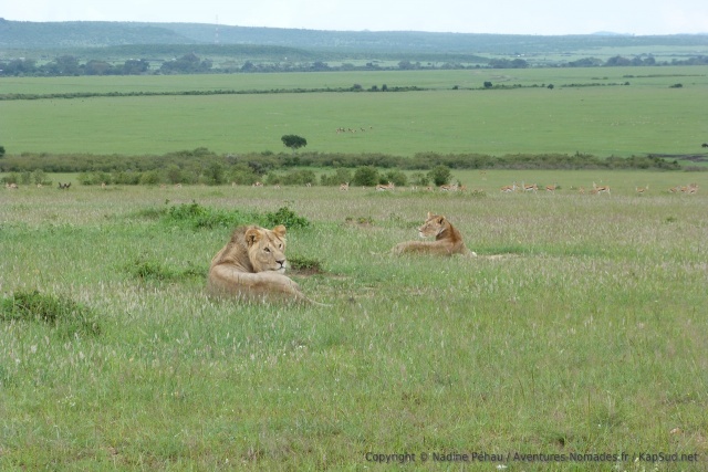 Avec autant d'herbivores, forcément les lions ne sont pas bien loin