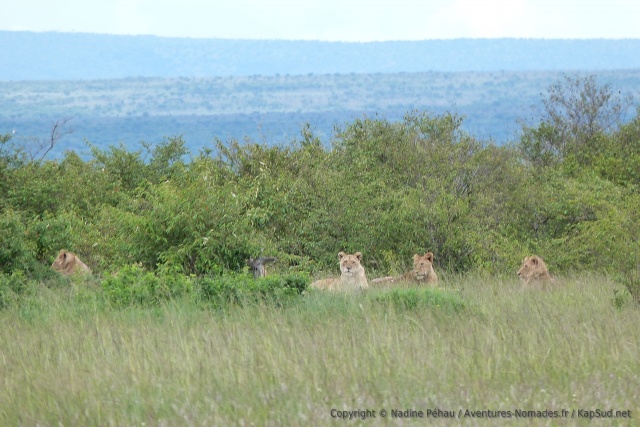 Encore une troupe de lions, camouflés dans les fourrés