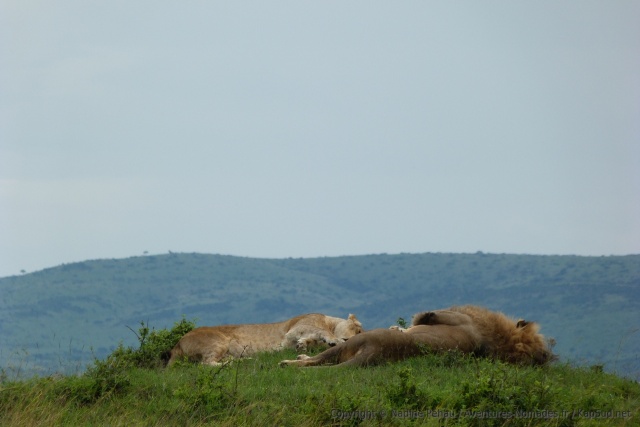 En pleine sieste, l'activité préferrée de tout lion qui se respecte