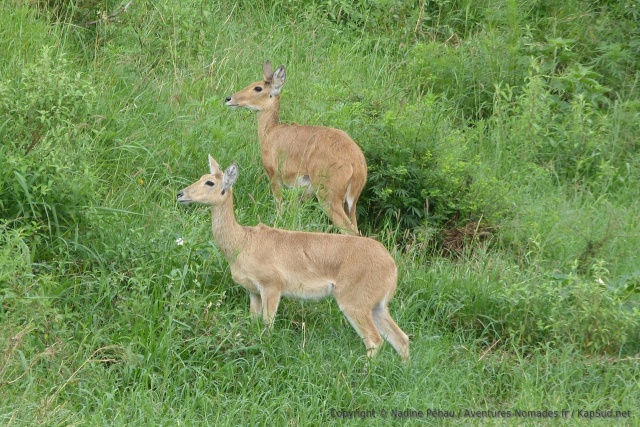C'est la première fois qu'on vit cette espèce de gazelles