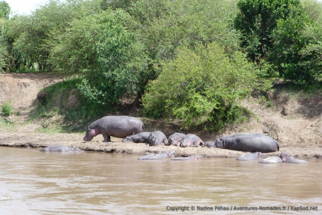 Une troupe d'hippos en plein farniente