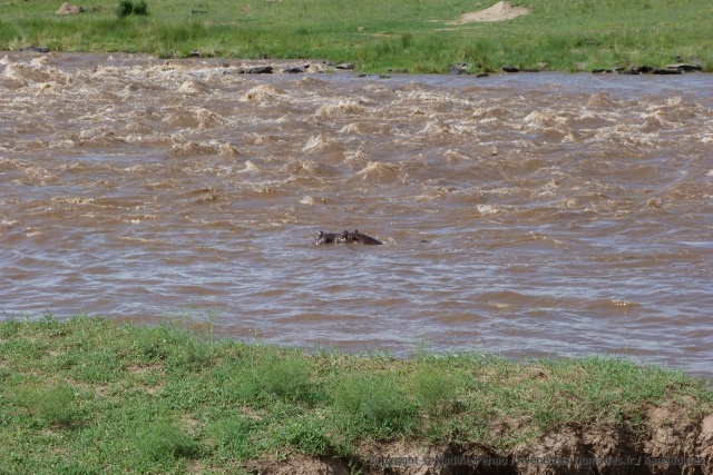 Les flots tumultueux de la rivière ne semble pas perturber cet hippopotame