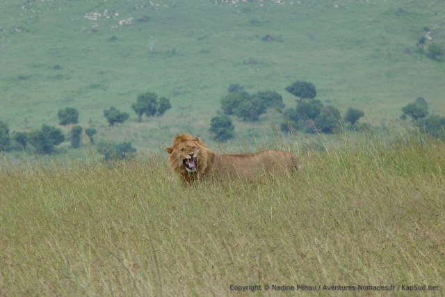 Le lion fait beaucoup de grimaces