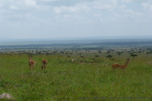 De jolies petites gazelles paissent tranquillement