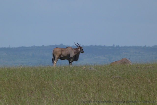 L'éland du cap est sans conteste la plus grande antilope d'Afrique