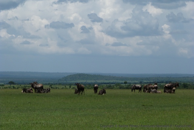 Paradoxalement, tous les gnous qu'on a vus étaient à l'extérieur du Maasai mara