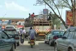 De pauvres vaches ankoles perdues dans les embouteillages monstres de Kampala