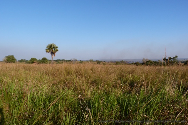 Paysages de savane déséchée au nord du Murchinson Falls NP