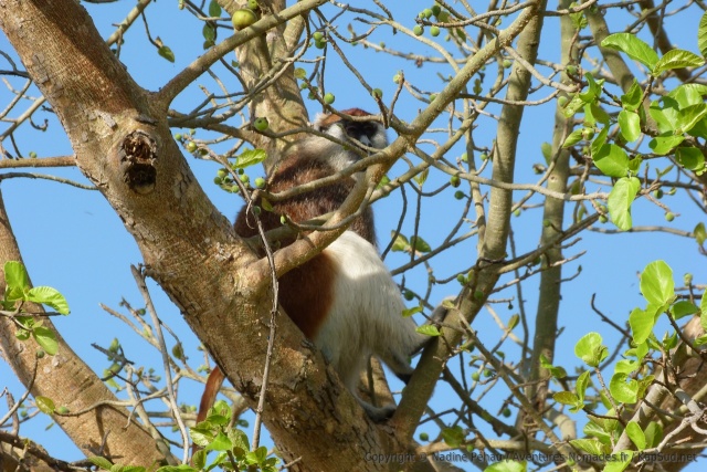 Un nouveau venu dans notre bestiaire, un joli singe au toupet rouge appelé patas monkey