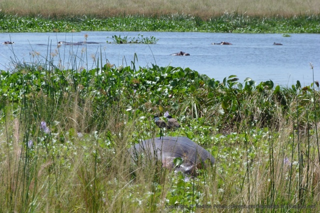 Quand un gros machin dépasse de la surface, c'est souvent un hippopotame qui fait la sieste