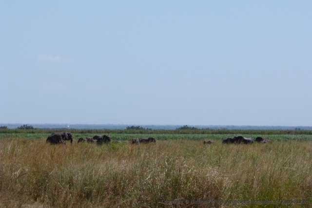 Les herbes sont tellement hautes, qu'on voit à peine les éléphants
