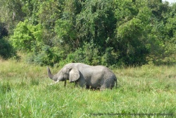 L'éléphant s'en donne vraiment à coeur joie