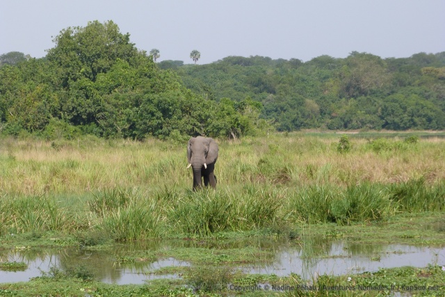 La fin d'après-midi est un moment privilégié pour voir les animaux