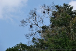 Une colonie de singes colobes noirs et blancs nous surveille