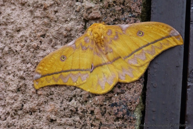 Un énorme papillon de presque 10 cm d'envergure