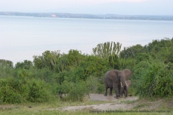 6ème partie - Ouganda : Queen Elizabeth NP